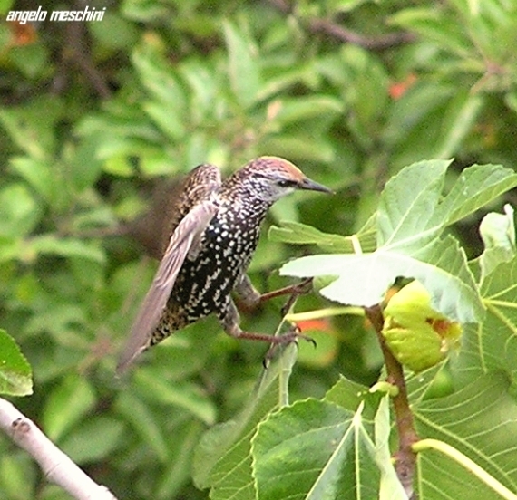 atterraggio di Storno Sturnus vulgaris carrellata d''immagini